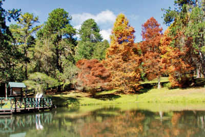 Parque Estadual Horto Florestal Campos do Jordão SP